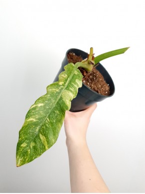 Philodendron (do adopcji)
