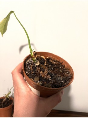 Philodendron Patriciae do adopcji