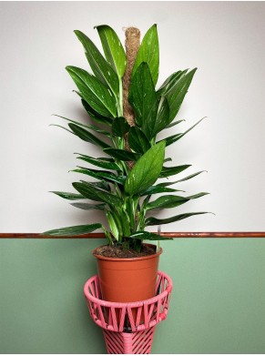 Philodendron COBRA -Monstera...