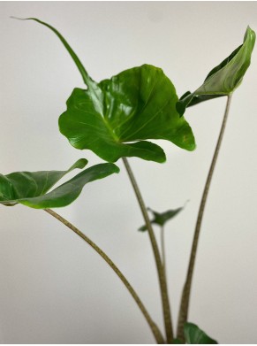 Alocasia Macrorrhiza Stingray