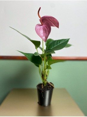 Anthurium Scherzerianum fioletowe S