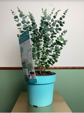Eucaliptus Gunni Azura