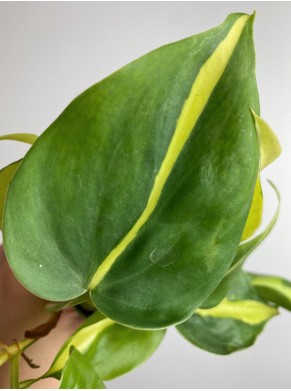 Philodendron Brasil S