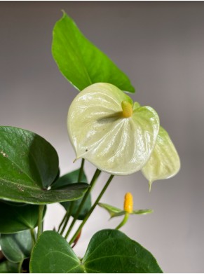Anthurium Diamond Vanillia Cream