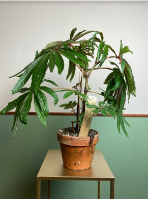 Begonia luxurians (Palm Begonia)