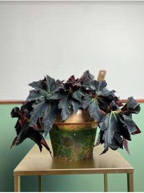 Begonia Black Fung