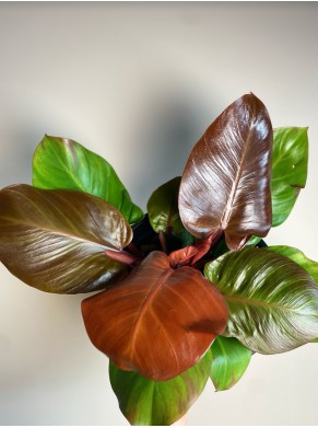 Philodendron Cherry Lady