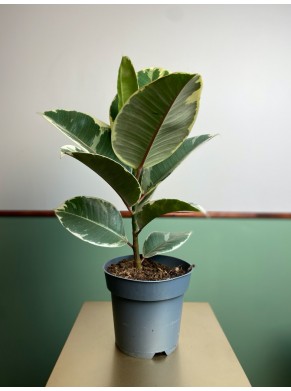 Ficus Tineke M