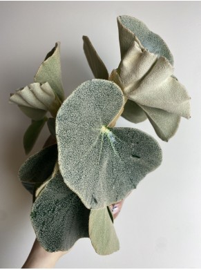 Begonia foliage 'Silver Elephant'