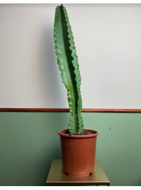 Kaktus Euphoria acrurensis