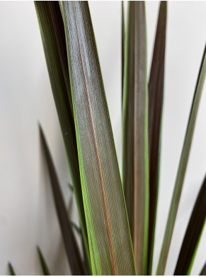 Kordyliera australijska - liście: wąskie i długie w zielonym kolorze