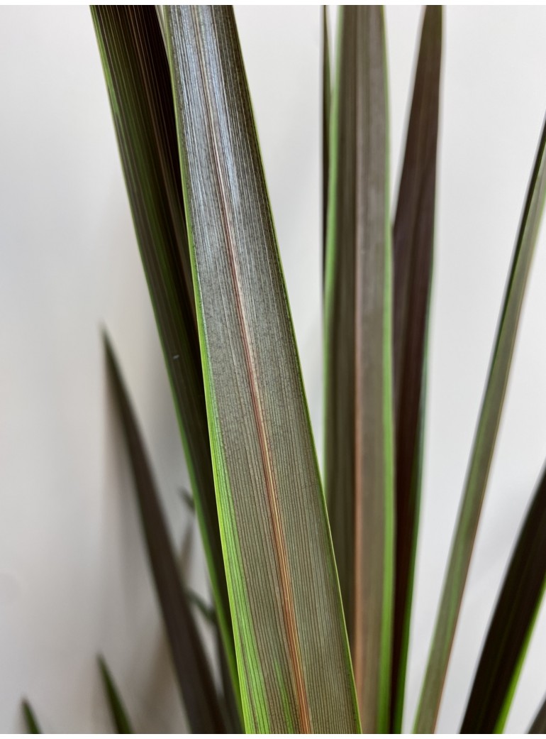 Kordyliera australijska - liście: wąskie i długie w zielonym kolorze