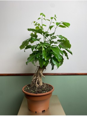 Radermachera sinica (bonsai)