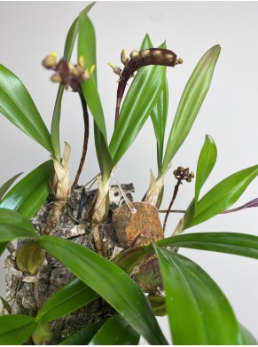 Bulbophyllum on cork