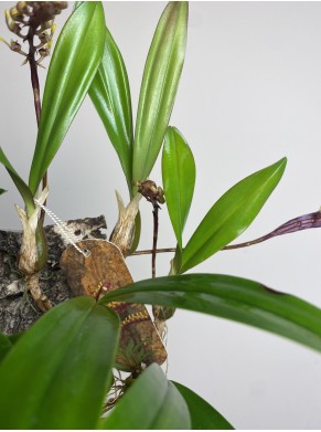 Bulbophyllum on cork