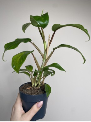 Philodendron `Green Apple`