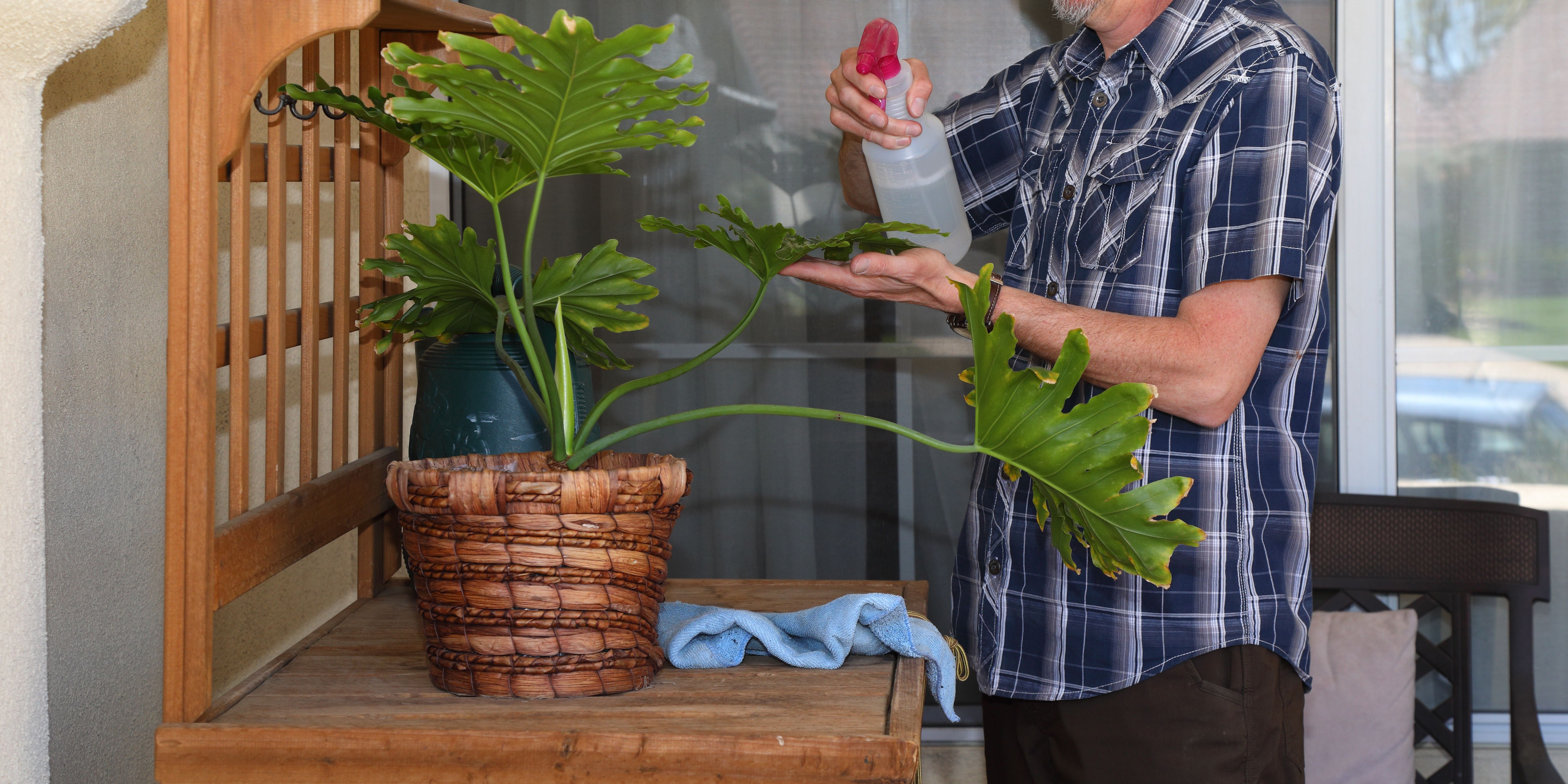 Domowe sposoby na wełnowca - czyszczenie liści roztworem z mydła i wody