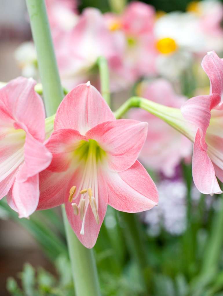 Amarylis różowe kwiaty