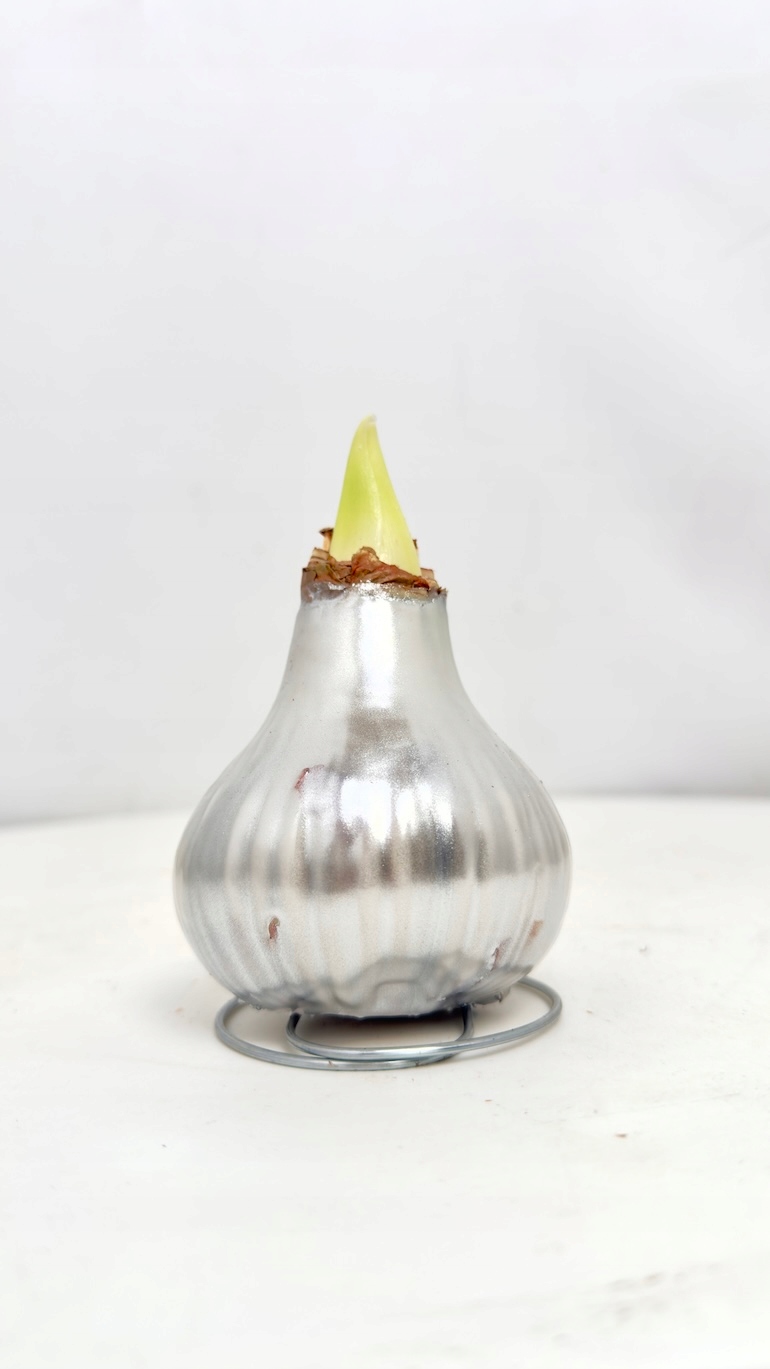 Amarylis roślina w srebnej oprawie Gotowa ozdoba NIE WYMAGA PODLEWANIA