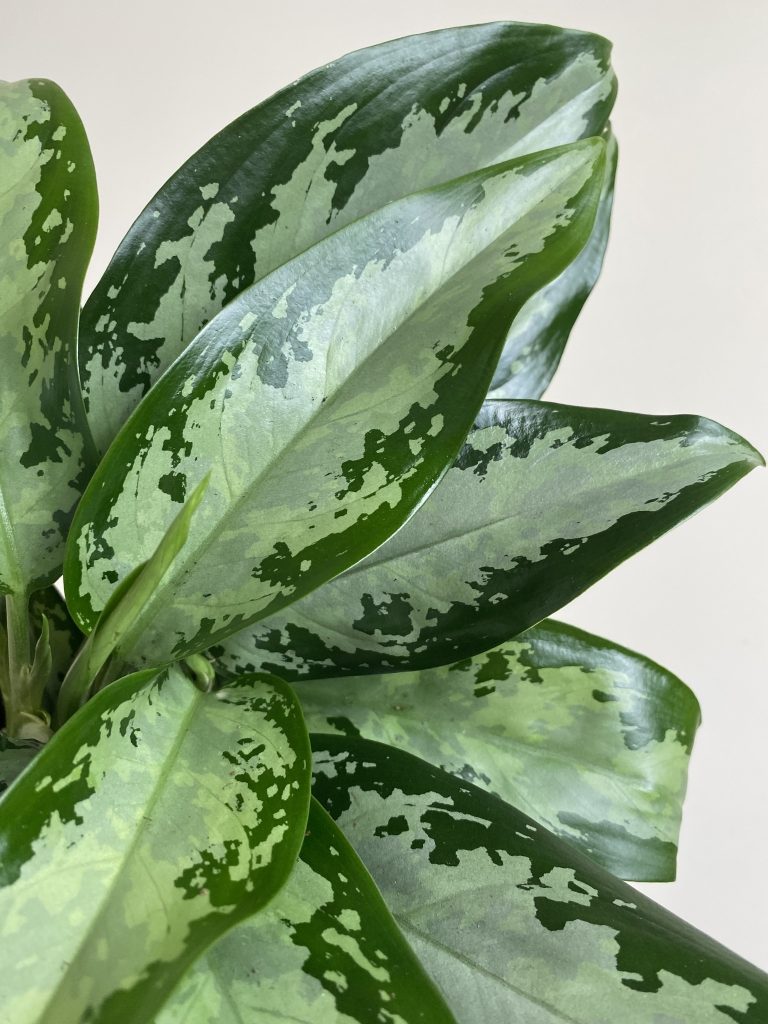 Aglaonema Jubilee Compacta
