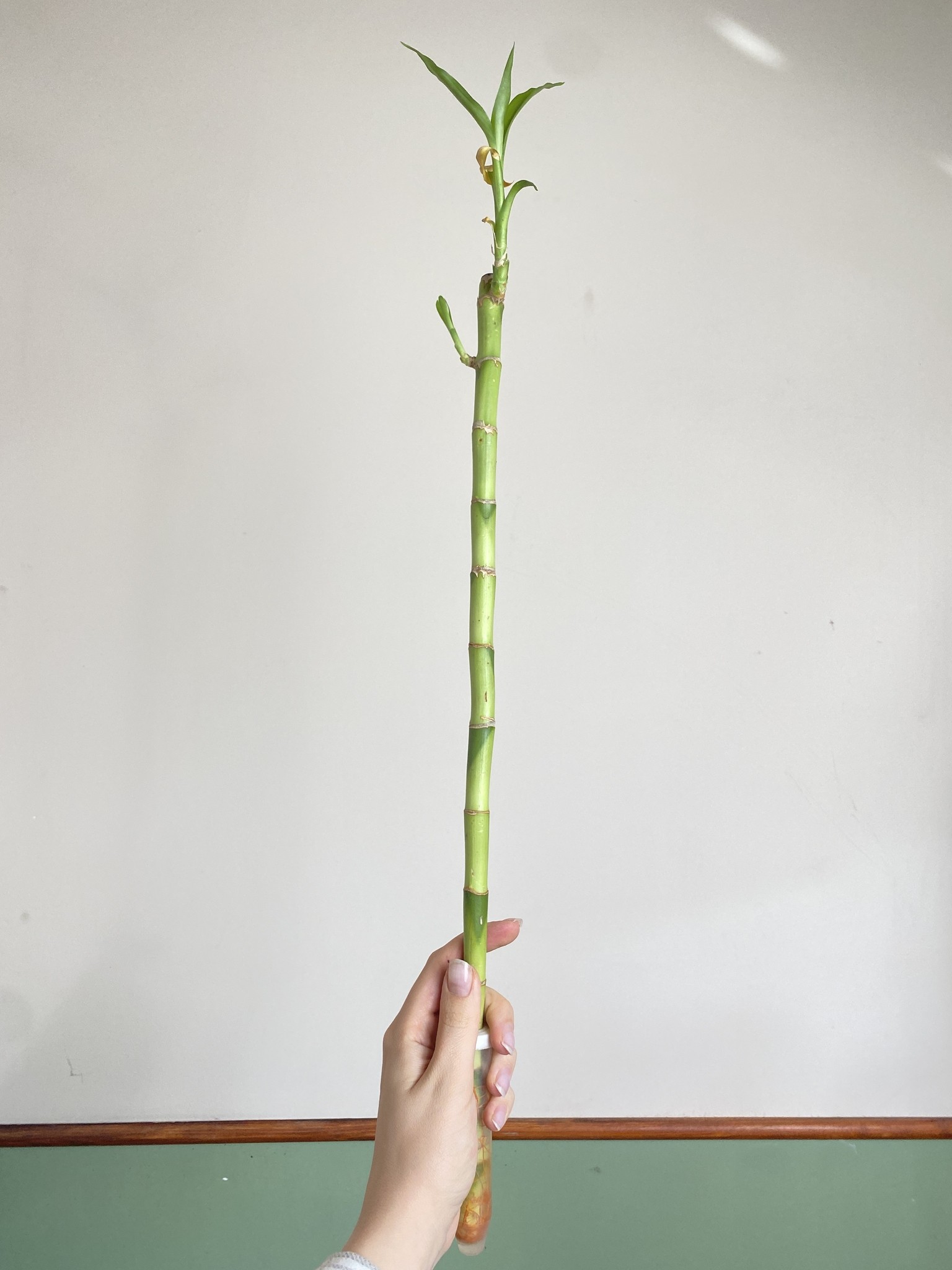 Lucky Bamboo 50 cm