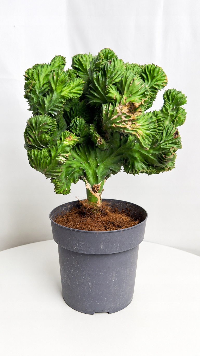 Euphorbia Lactea Cristata 17/40 cm
