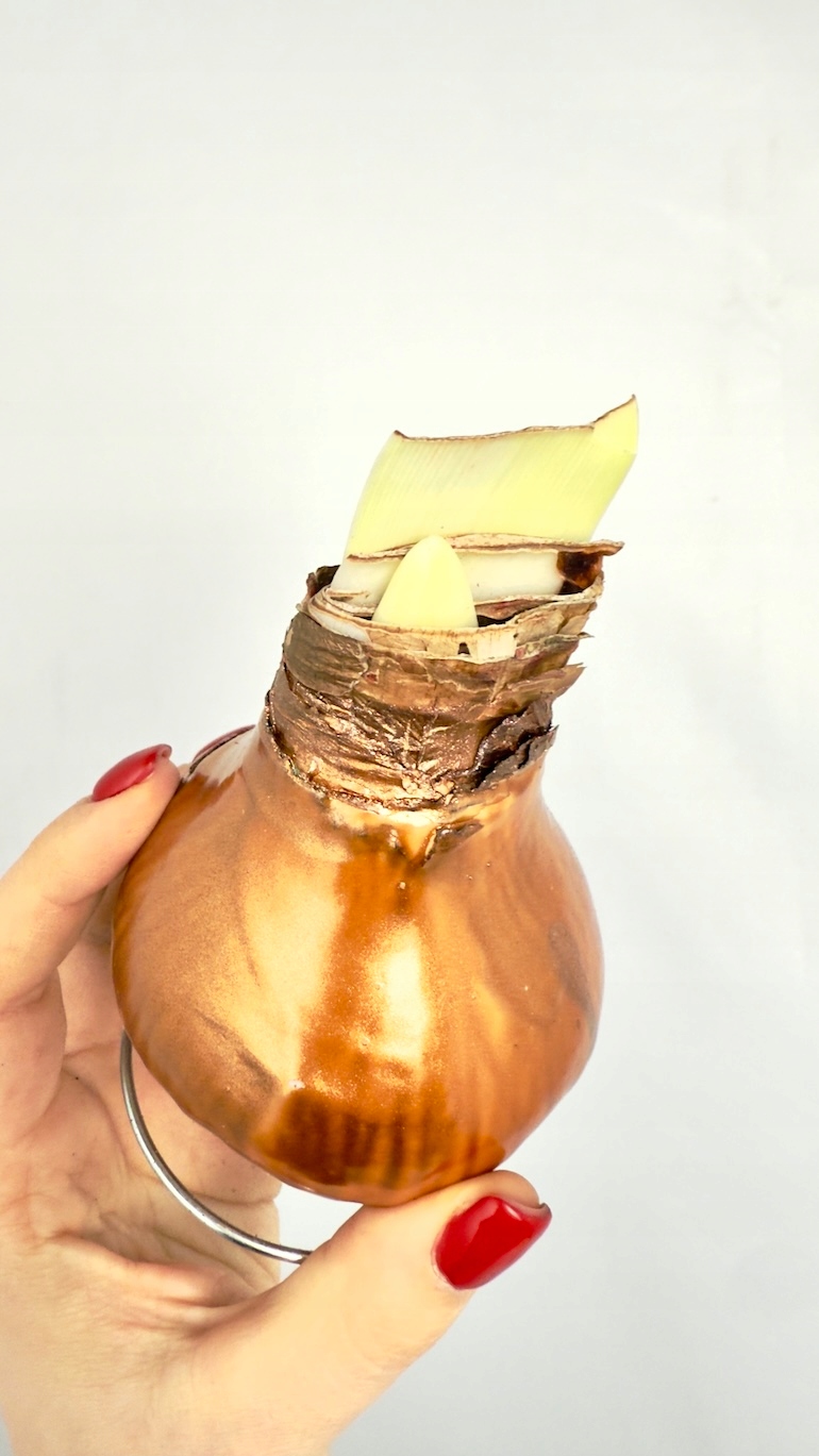 Amarylis w wosku (złoto)