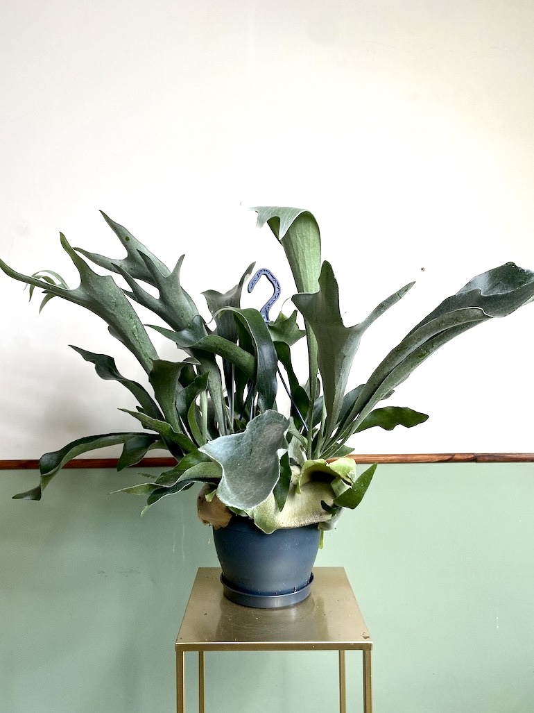 Platycerium bifurcatum