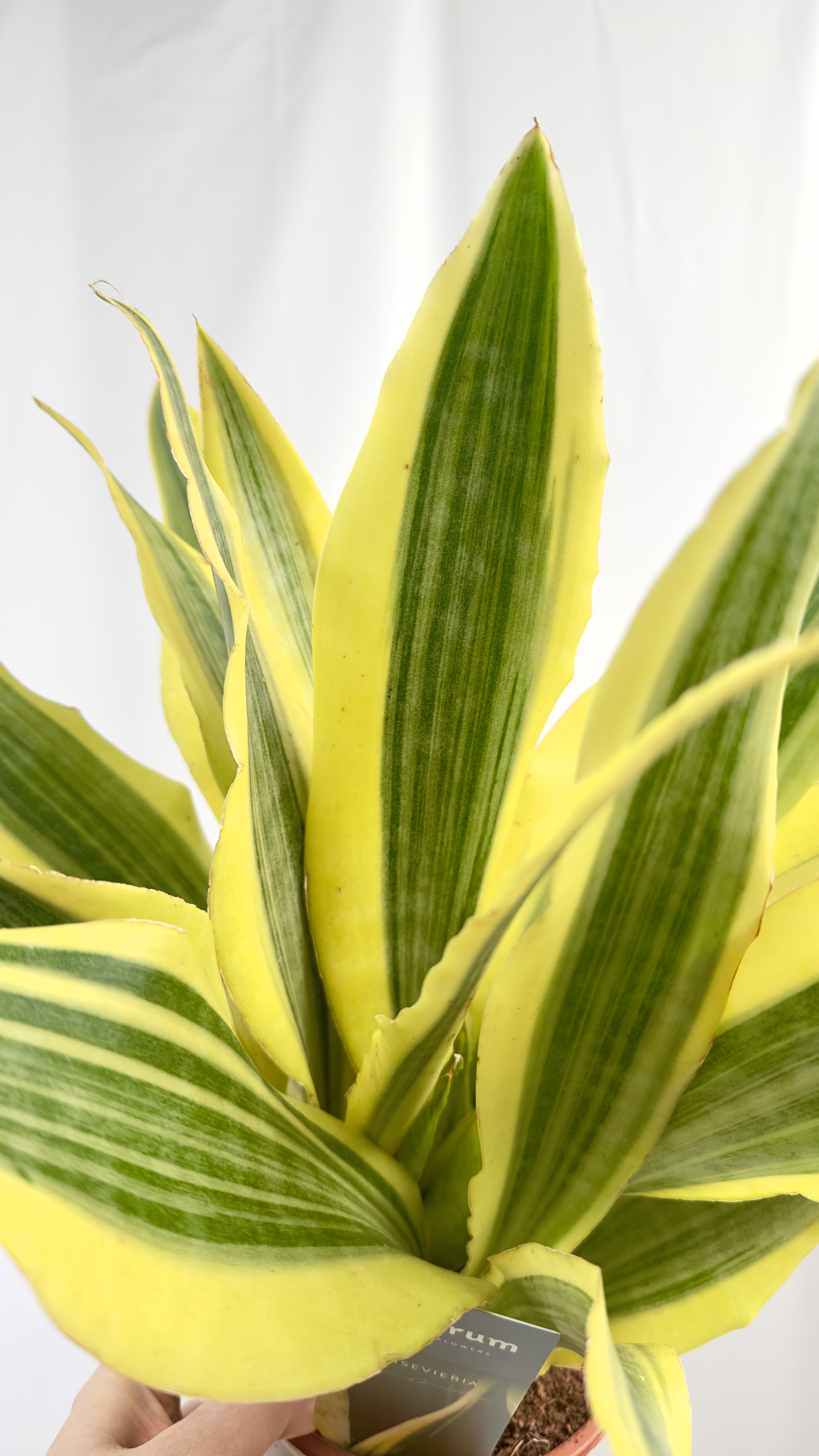 Sansevieria Aubrytiana Yellow
