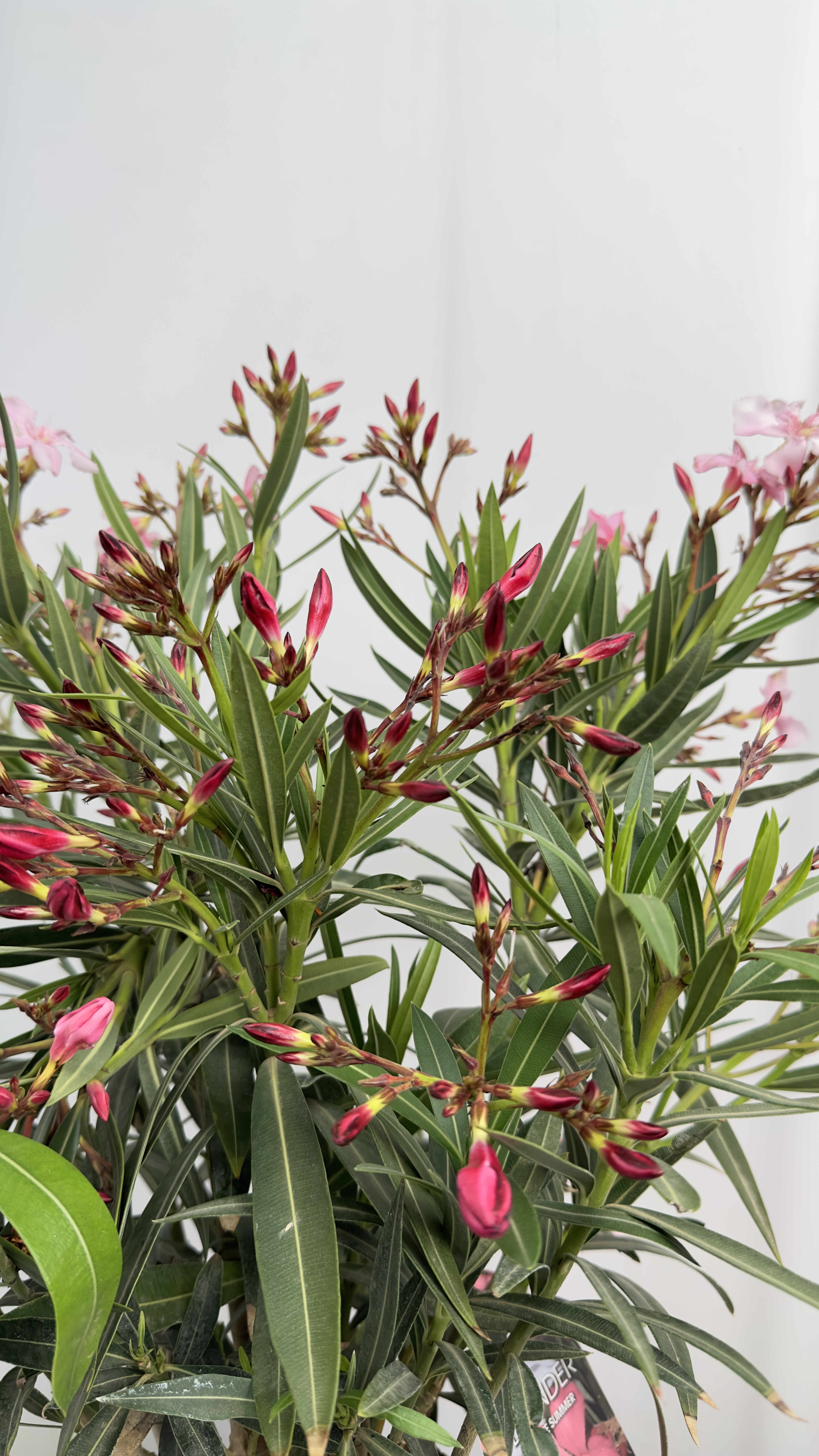 Oleander 3 kolory