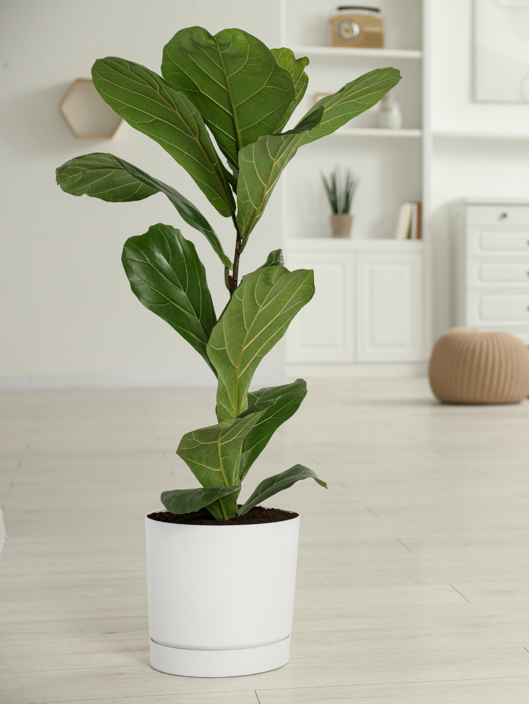 Ficus Lyrata