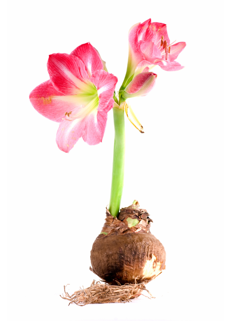 Amarylis różowe kwiaty