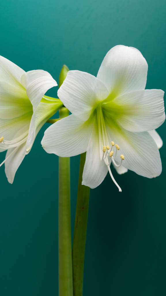 Amarylis Hippeastrum White
