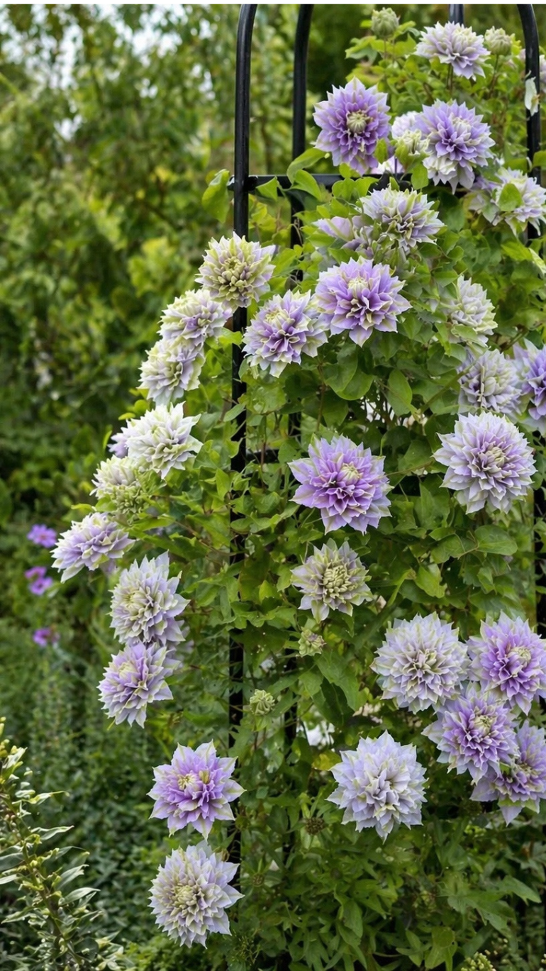 Clematis Ruriokoshi 17/75 cm