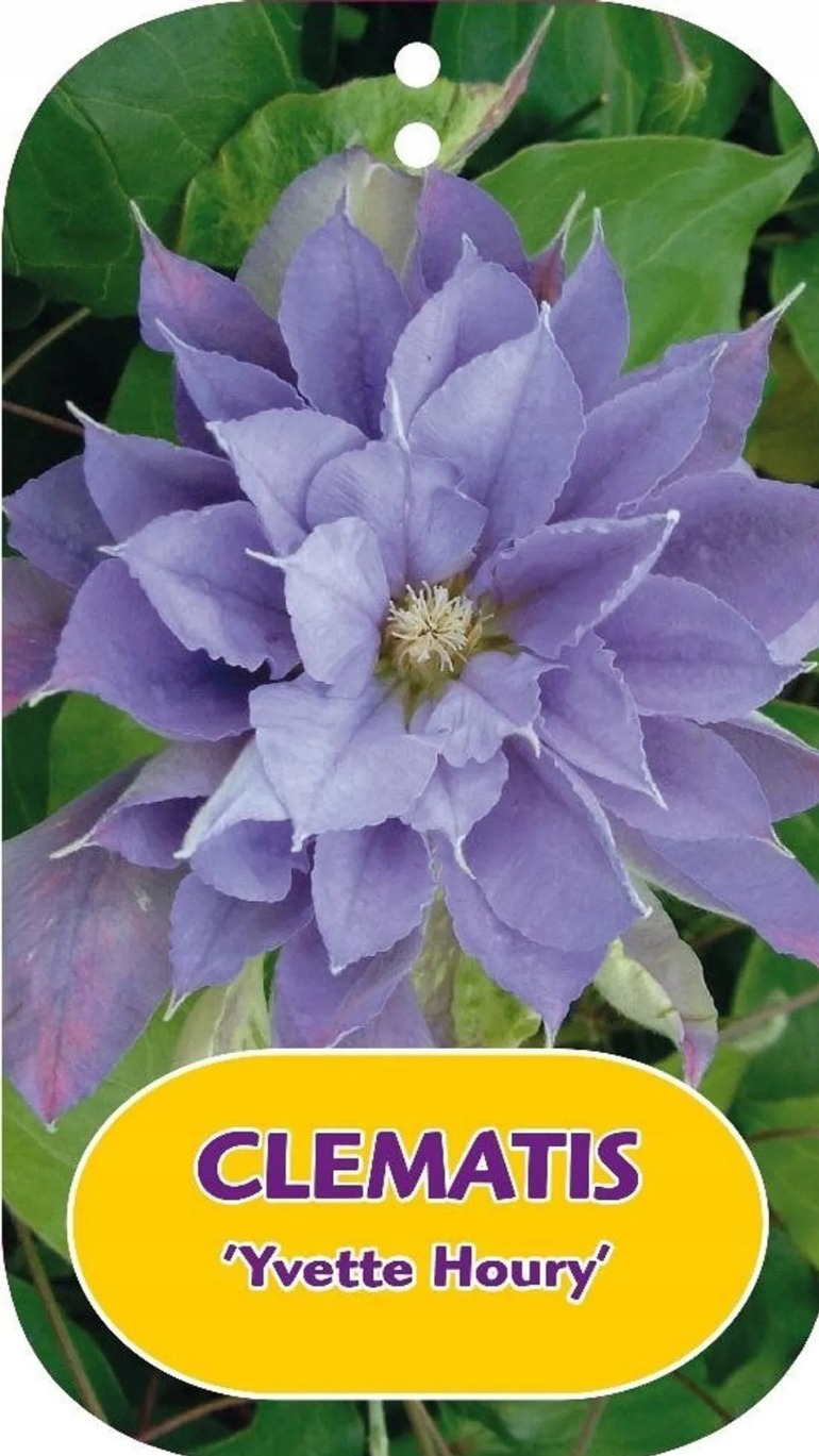 Clematis Yvette Houry 17/70 cm