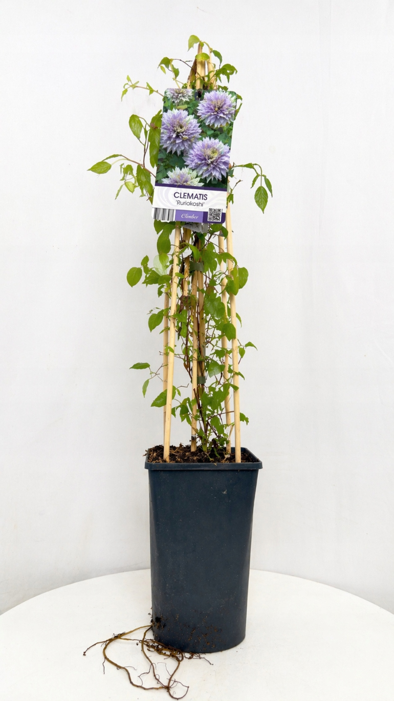 Clematis Ruriokoshi 17/75 cm