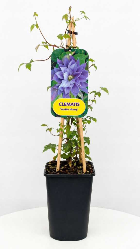 Clematis Yvette Houry