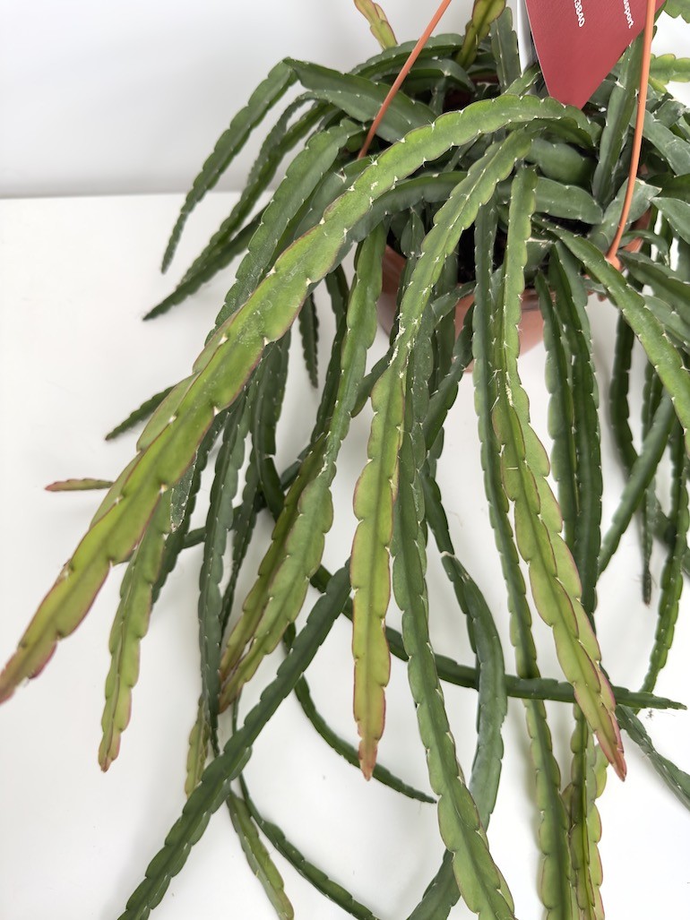 Lepismium Crucivoryme