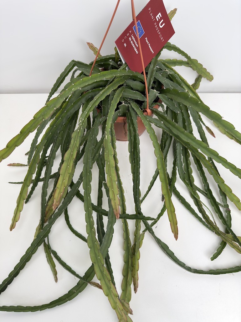 Lepismium Crucivoryme