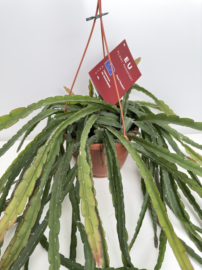 Lepismium Crucivoryme