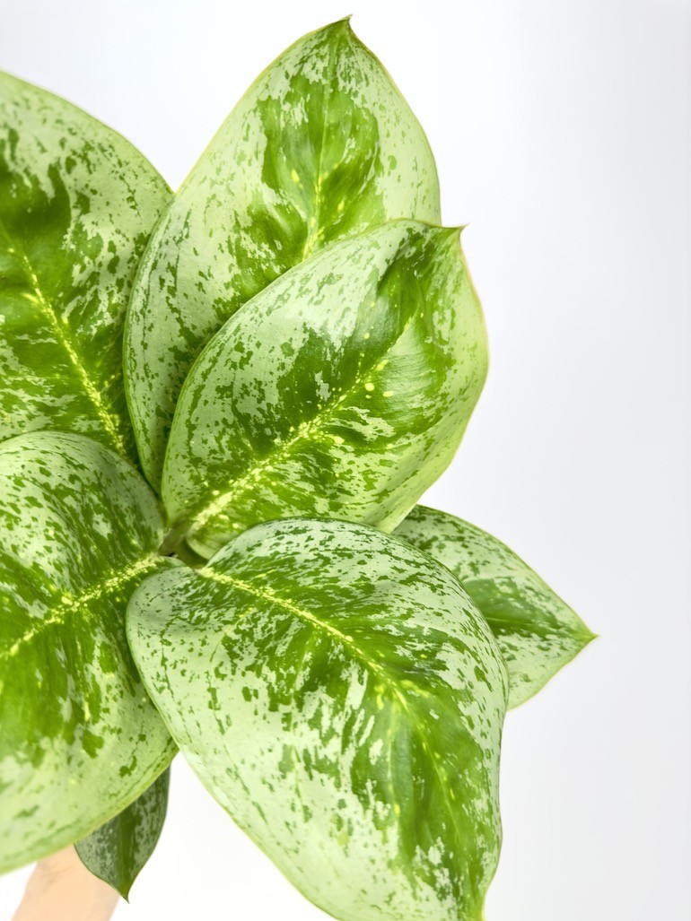 Aglaonema Lemon Mint