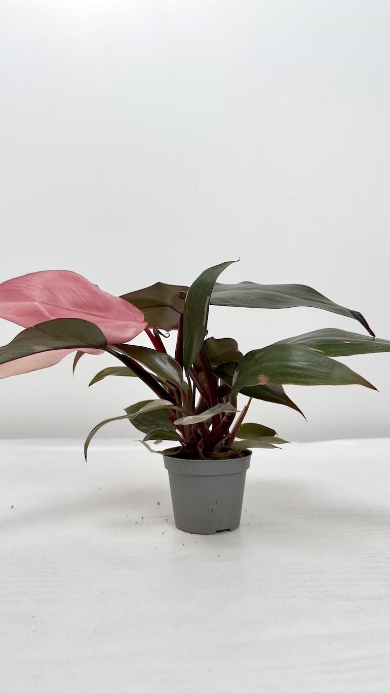 Philodendron Pink Princess