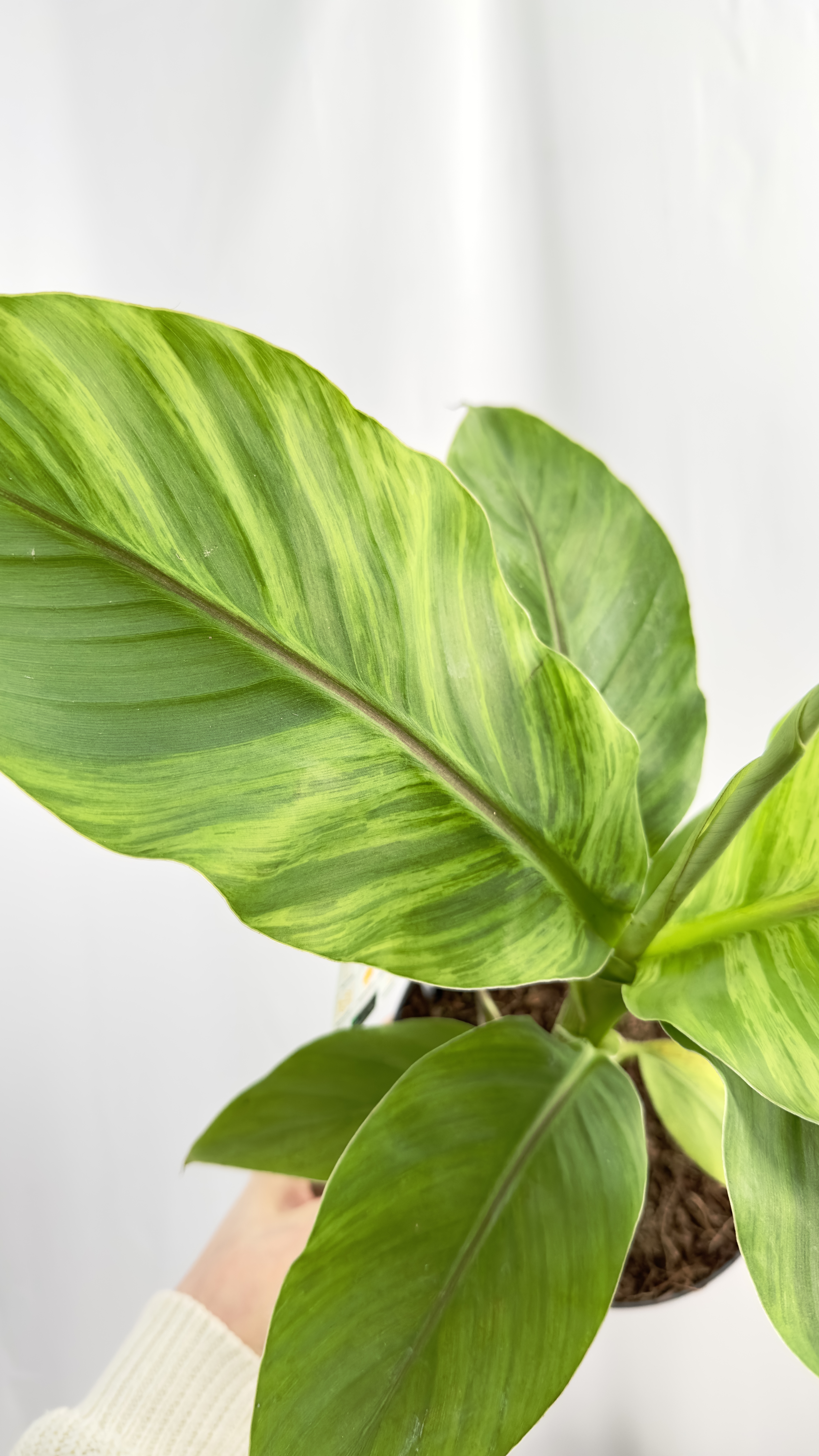 Musa basjo variegata