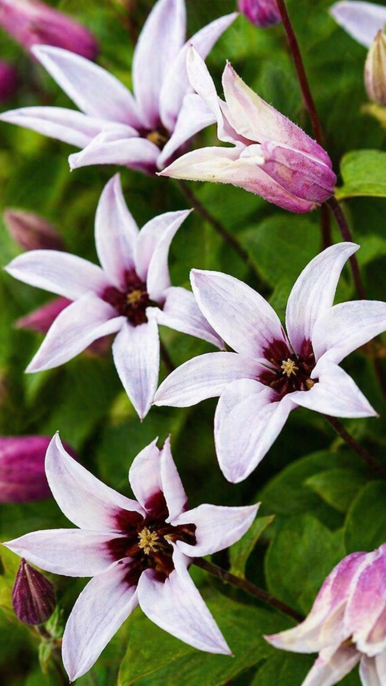 Clematis Princess Kate 17/75 cm