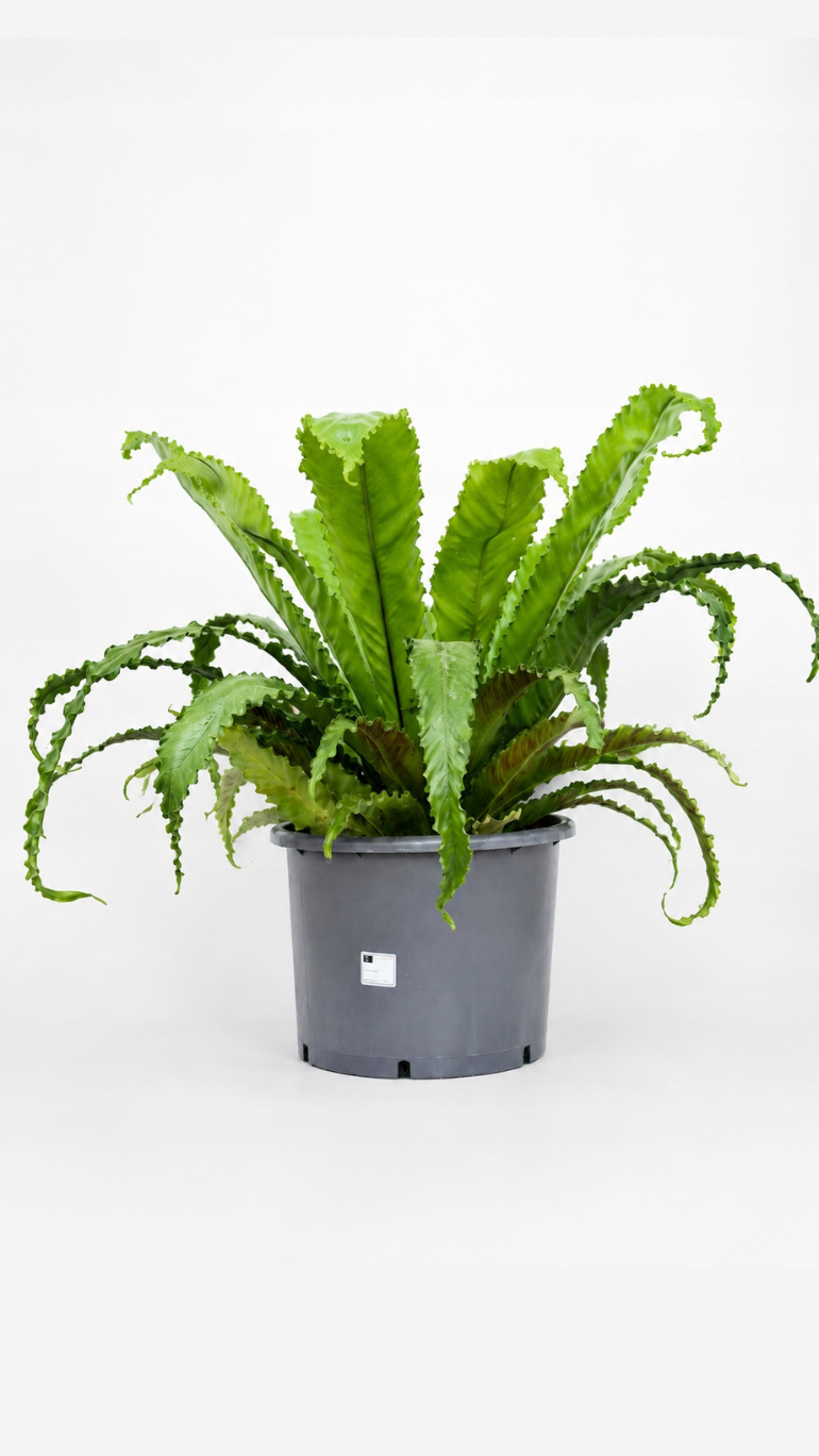 Asplenium Osaka 30/60 cm