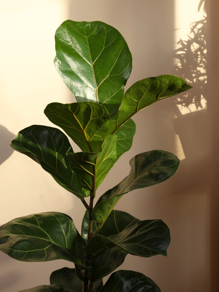 Ficus Lyrata