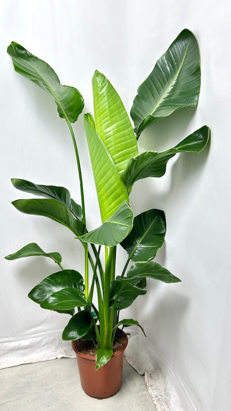 Strelitzia Nicolai XL