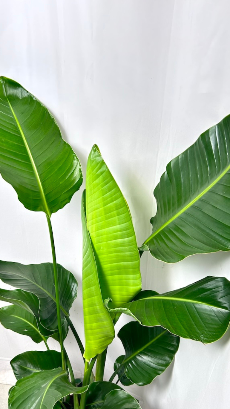 Strelitzia Nicolai XL