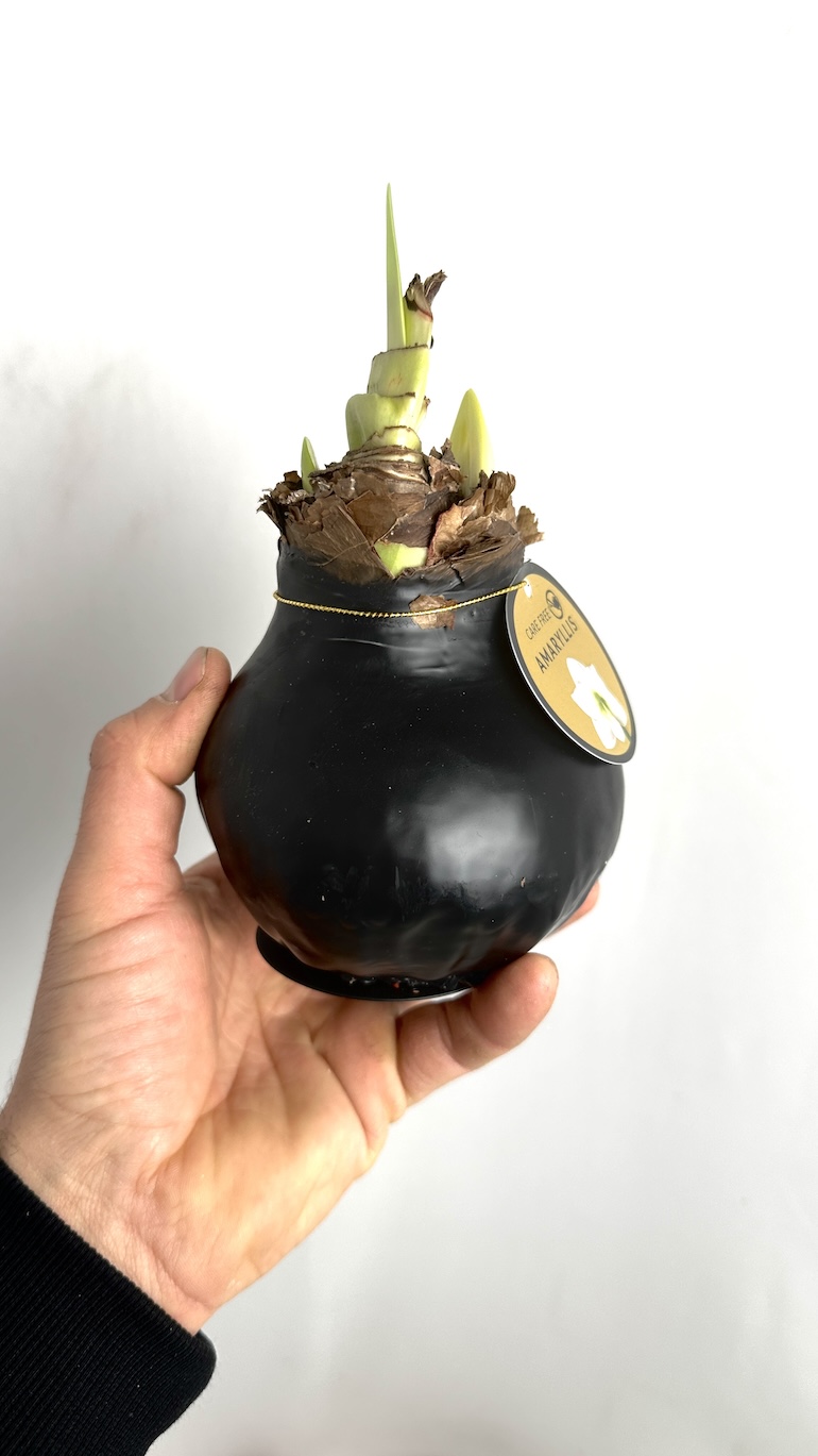 Amarylis w wosku (czerń)