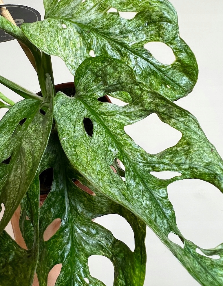 Monstera Adansoni Mint 12/25 cm